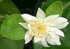 ´花束´酸橙'Bouquet de Fleurs' sour orange